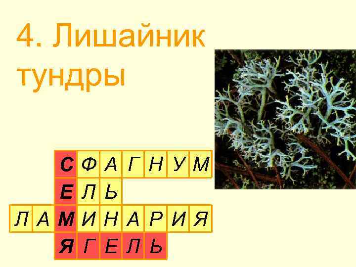 4. Лишайник тундры С Е Л АМ Я Ф Л И Г А Г