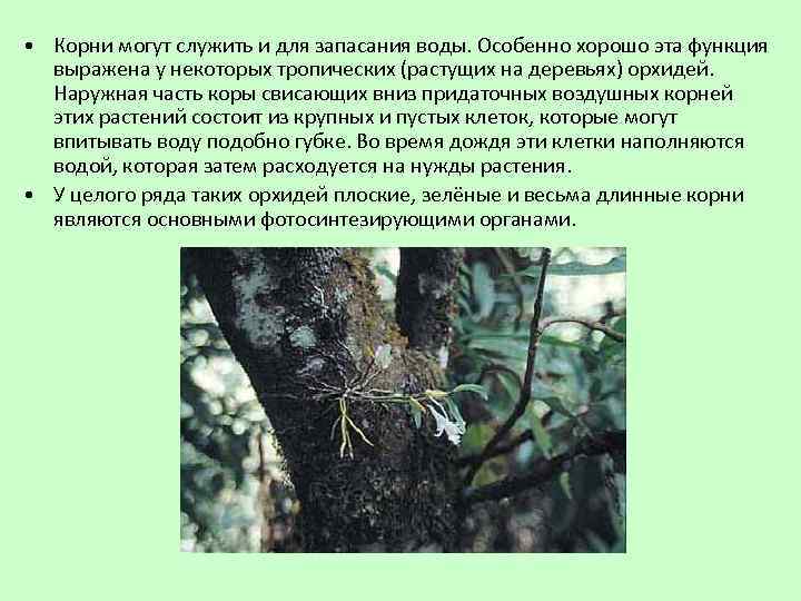  • Корни могут служить и для запасания воды. Особенно хорошо эта функция выражена