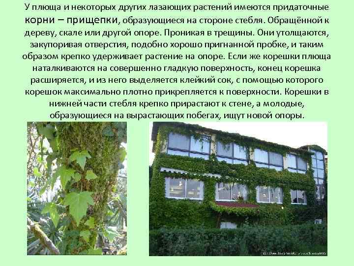 У плюща и некоторых других лазающих растений имеются придаточные корни – прищепки, образующиеся на
