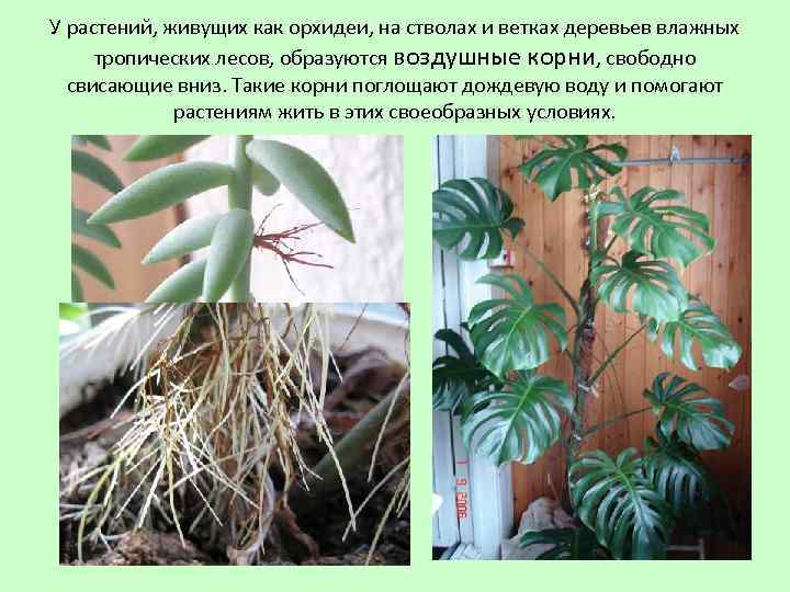 У растений, живущих как орхидеи, на стволах и ветках деревьев влажных тропических лесов, образуются