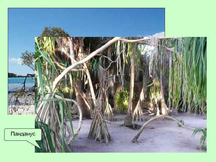 Панданус 