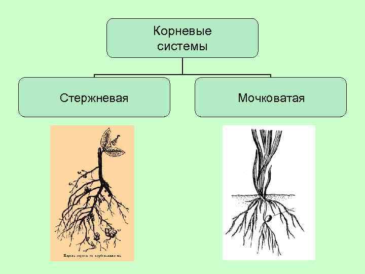 Соотнеси названия зон корня с точками на изображении 6 класс