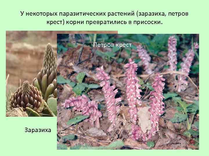 У некоторых паразитических растений (заразиха, петров крест) корни превратились в присоски. Петров крест Заразиха