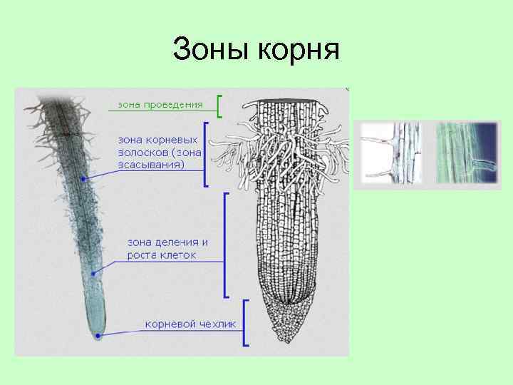 Зоны корня 