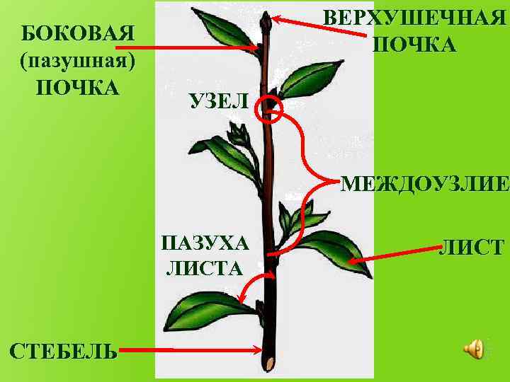 БОКОВАЯ (пазушная) ПОЧКА ВЕРХУШЕЧНАЯ ПОЧКА УЗЕЛ МЕЖДОУЗЛИЕ ПАЗУХА ЛИСТА СТЕБЕЛЬ ЛИСТ 