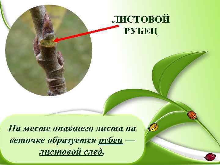 ЛИСТОВОЙ РУБЕЦ На месте опавшего листа на веточке образуется рубец — листовой след. 