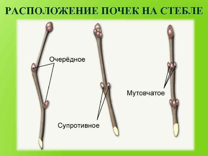 РАСПОЛОЖЕНИЕ ПОЧЕК НА СТЕБЛЕ 