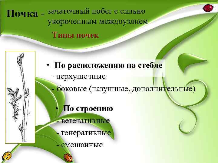 Почка - зачаточный побег с сильно укороченным междоузлием Типы почек • По расположению на