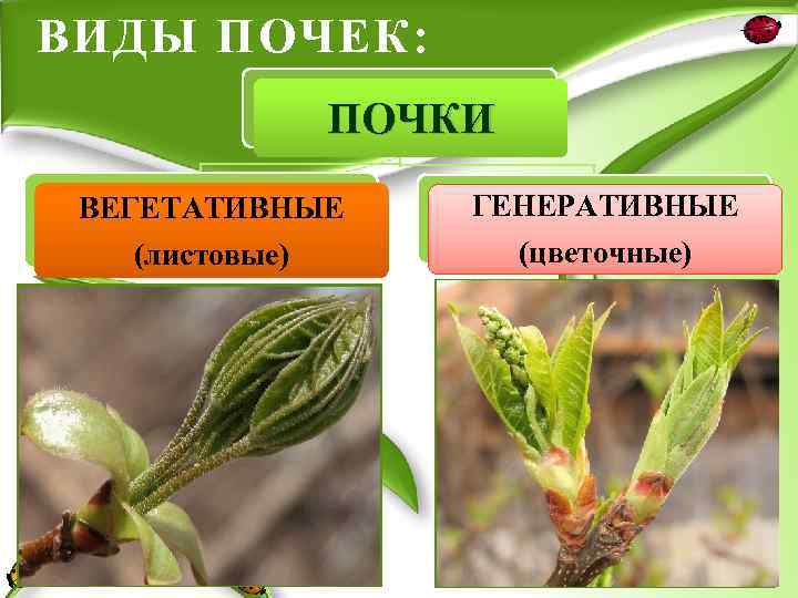 ВИДЫ ПОЧЕК: ПОЧКИ ВЕГЕТАТИВНЫЕ ГЕНЕРАТИВНЫЕ (листовые) (цветочные) 
