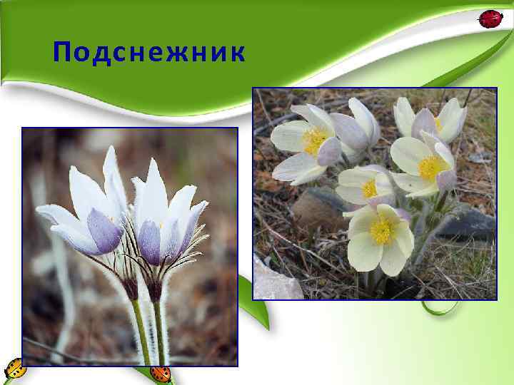 Подснежник 