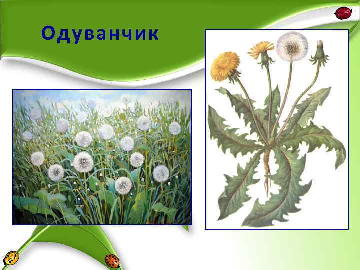 Одуванчик 