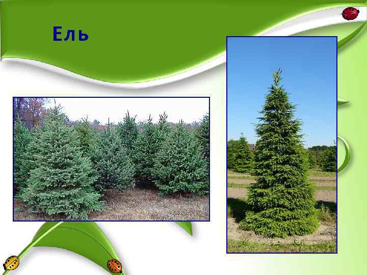 Ель 
