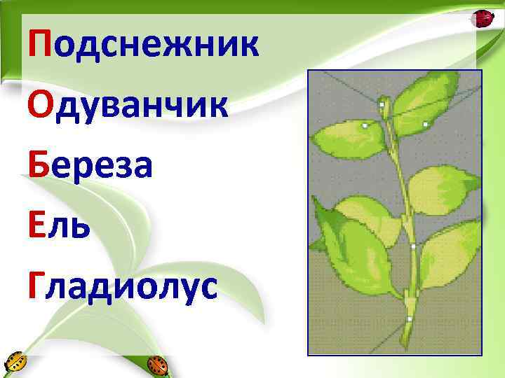 Подснежник Одуванчик Береза Ель Гладиолус 