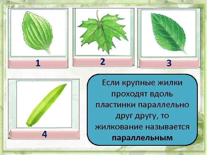 2 1 4 3 Если крупные жилки проходят вдоль пластинки параллельно другу, то жилкование