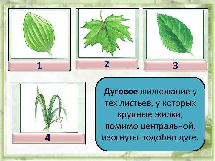 2 1 4 3 Дуговое жилкование у тех листьев, у которых крупные жилки, помимо