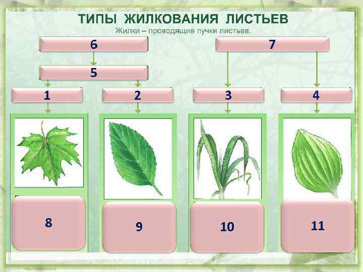 6 7 5 1 2 3 4 8 9 10 11 