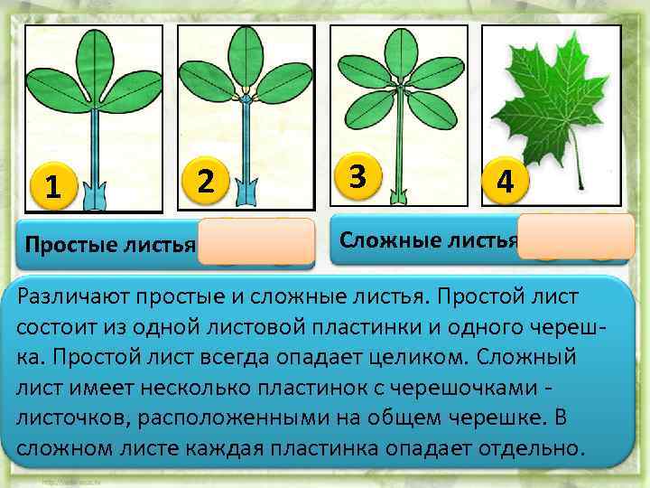 1 3 2 Простые листья 1 4 4 Сложные листья 2 3 Различают простые