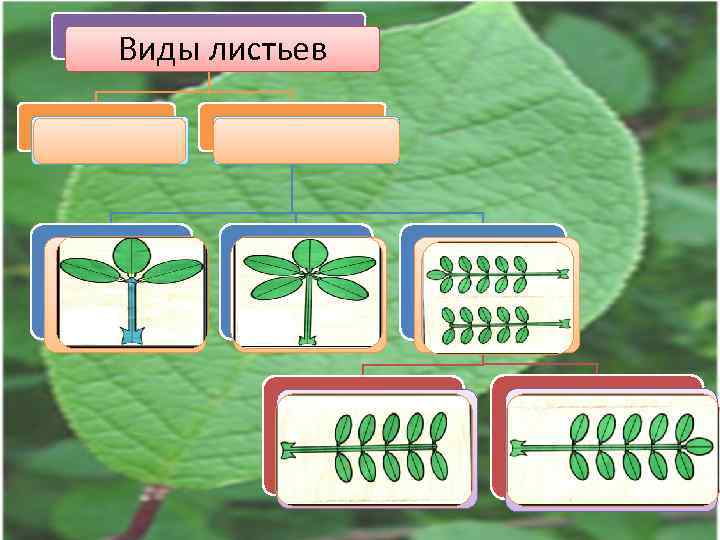 Виды листьев Простые Тройчатосложные Сложные Пальчатосложные Перистосложные Парноперистосложные Непарноперистос ложные 