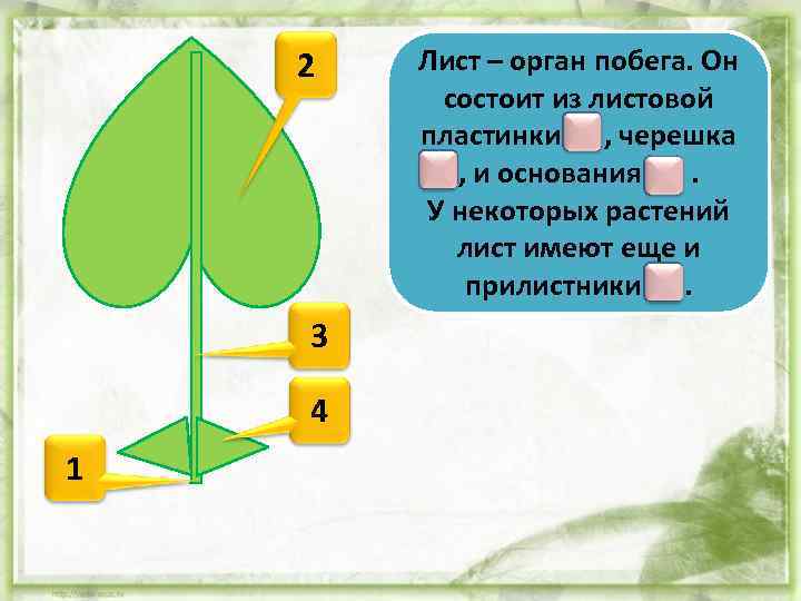2 3 4 1 Лист – орган побега. Он состоит из листовой пластинки 2