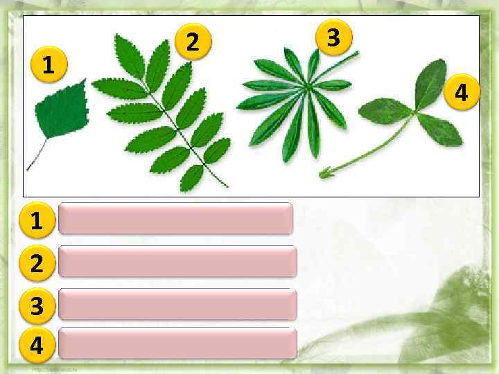 1 2 3 4 1 Простой 2 Непарноперистосложный 3 4 Пальчатосложный 