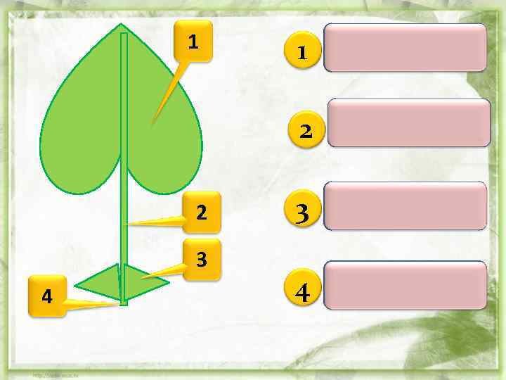 2 3 4 1 Листовая пластинка 2 1 Черешок 3 Прилистники 4 Основание листа