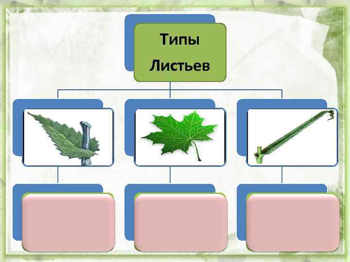 Типы Листьев . . . Лист сидячий Лист черешковый Лист влагалищный 