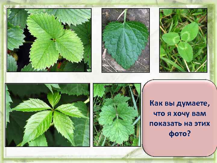 Важной частью листа являются Как вы думаете, многочисленные что я хочу вам жилки, которые