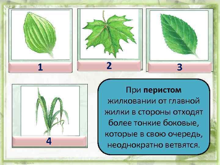 2 1 4 3 При перистом жилковании от главной жилки в стороны отходят более
