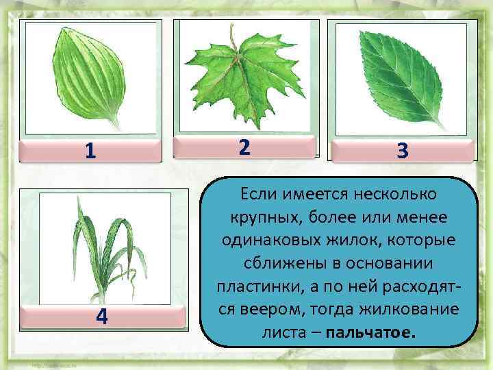 1 4 2 3 Если имеется несколько крупных, более или менее одинаковых жилок, которые