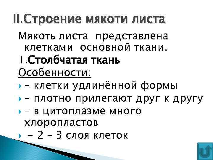 II. Строение мякоти листа Мякоть листа представлена клетками основной ткани. 1. Столбчатая ткань Особенности: