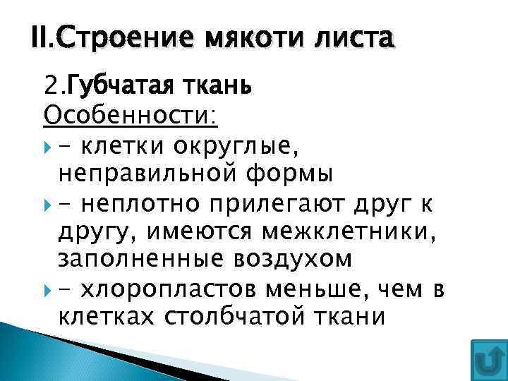 II. Строение мякоти листа 2. Губчатая ткань Особенности: - клетки округлые, неправильной формы -