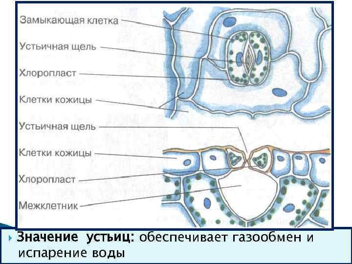 I. Строение кожицы листа – устьица с. 117 Значение устьиц: обеспечивает газообмен и испарение
