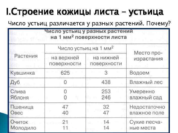 I. Строение кожицы листа – устьица Число устьиц различается у разных растений. Почему? 