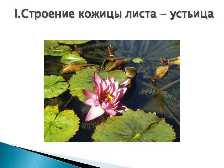 I. Строение кожицы листа - устьица 