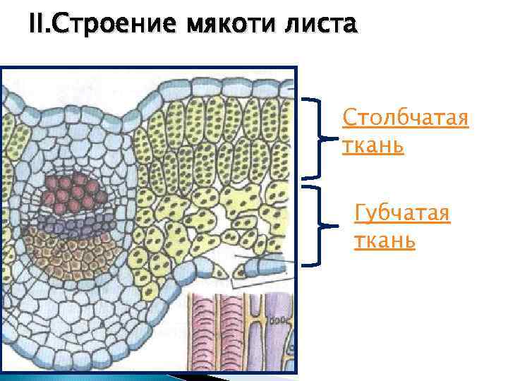 II. Строение мякоти листа Столбчатая ткань Губчатая ткань 