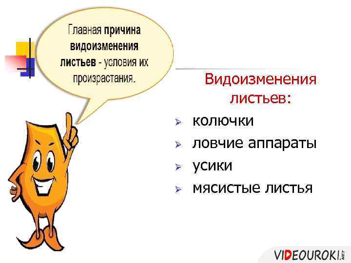 Ø Ø Видоизменения листьев: колючки ловчие аппараты усики мясистые листья 