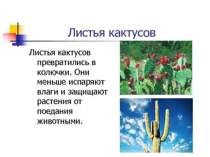 Листья кактусов превратились в колючки. Они меньше испаряют влаги и защищают растения от поедания