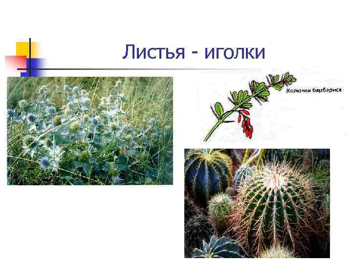 Листья - иголки 