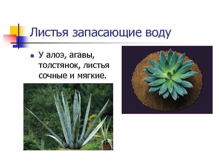 Листья запасающие воду n У алоэ, агавы, толстянок, листья сочные и мягкие. 