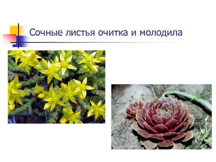 Сочные листья очитка и молодила 