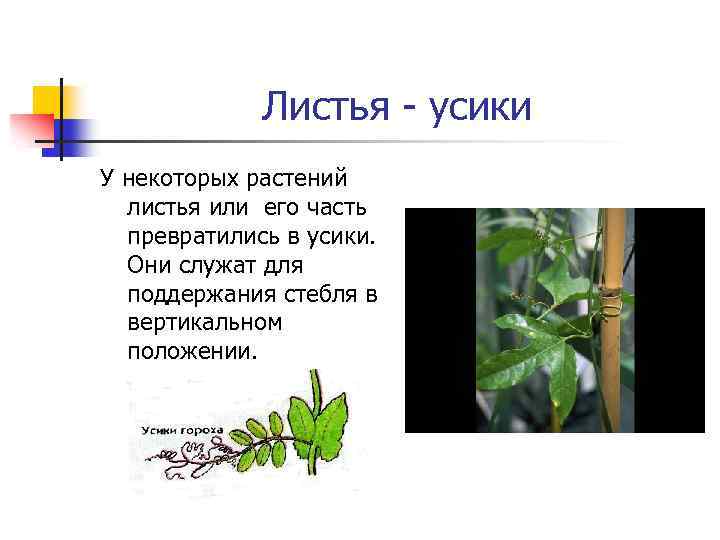 Листья - усики У некоторых растений листья или его часть превратились в усики. Они