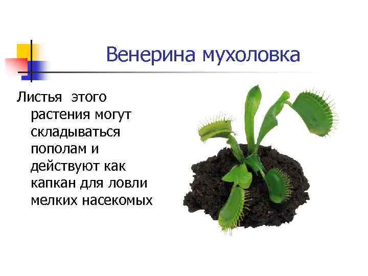 Венерина мухоловка Листья этого растения могут складываться пополам и действуют как капкан для ловли