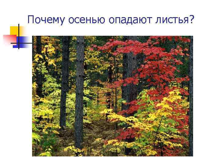 Почему осенью опадают листья? 