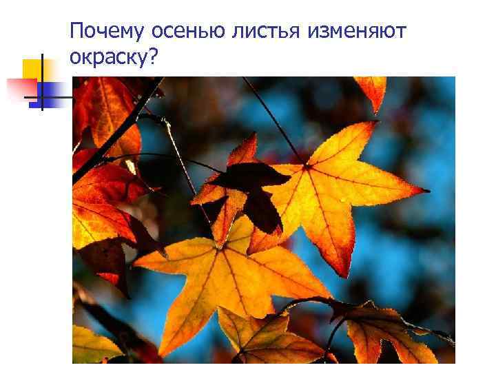 Почему осенью листья изменяют окраску? 
