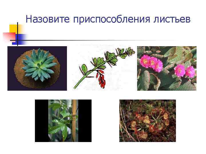 Назовите приспособления листьев 