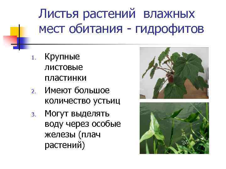 Листья растений влажных мест обитания - гидрофитов 1. 2. 3. Крупные листовые пластинки Имеют