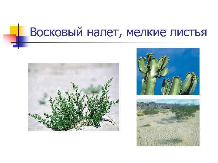 Восковый налет, мелкие листья 