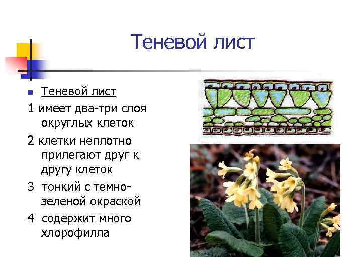 Теневой лист n 1 2 3 4 Теневой лист имеет два-три слоя округлых клеток
