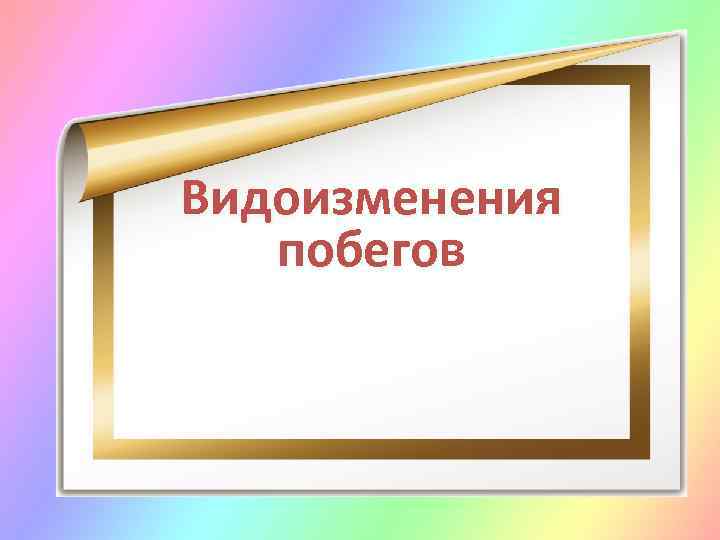 Видоизменения побегов 