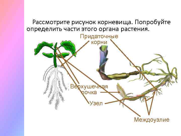 Чем отличается корневище